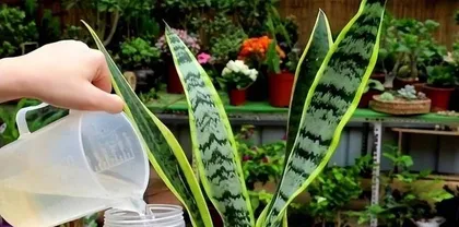 How to Care for Snake Plant, Create a Lush Green Plant Paradise with Robust Leaves 3