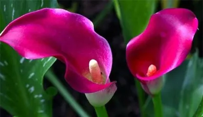 The Toxicity and Care of Lotus (Source of Lotus Toxicity, Is Lotus Suitable for Indoor Cultivation, How to Properly Care for Lotus, etc.) 3