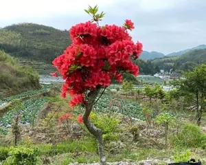 Azalea Bonsai Care Guide (Creating a Charming Bonsai with Azalea as an Example) 1