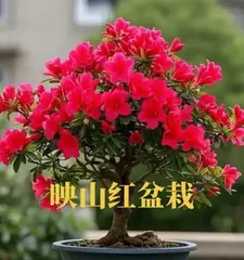 Azalea Bonsai Care Guide (Creating a Charming Bonsai with Azalea as an Example) 2