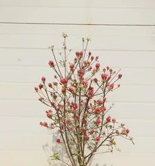 Azalea Bonsai Care Guide (Creating a Charming Bonsai with Azalea as an Example) 3