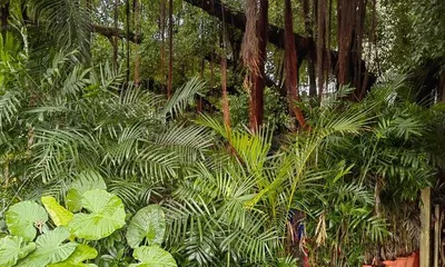 Areca palm loves sunlight, how to create a suitable environment for it? (Let