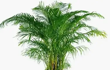 Areca palm loves sunlight, how to create a suitable environment for it? (Let