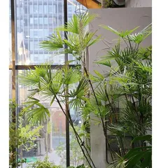 Areca palm loves sunlight, how to create a suitable environment for it? (Let