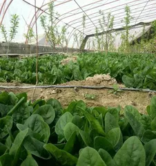 Growth Period and Precautions of Spinach (How long does it take from sowing to maturity? How to care for it?) 1