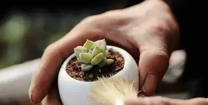 Succulent plants suffering from high temperatures and heat, how to protect their lives? (Care tips for succulent plants under high temperature conditions) 1