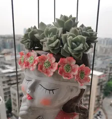 Succulent plants suffering from high temperatures and heat, how to protect their lives? (Care tips for succulent plants under high temperature conditions) 2