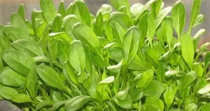Growth Period and Precautions of Spinach (How long does it take from sowing to maturity? How to care for it?) 2
