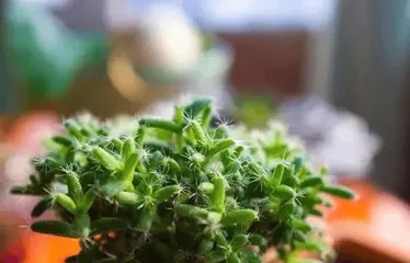 Succulent plants suffering from high temperatures and heat, how to protect their lives? (Care tips for succulent plants under high temperature conditions) 3