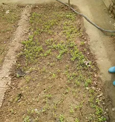 Growth Period and Precautions of Spinach (How long does it take from sowing to maturity? How to care for it?) 3