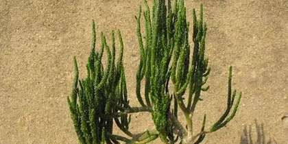 How to make Epiphyllum bloom more? (Master the correct care methods to make Epiphyllum bloom profusely!) 1