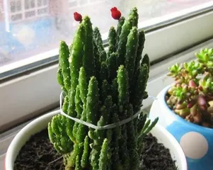 How to make Epiphyllum bloom more? (Master the correct care methods to make Epiphyllum bloom profusely!) 2