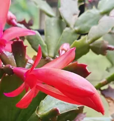 Care Tips for Christmas Cactus Blooming (Easy to Master, Let Christmas Cactus Bloom Beautifully) 1