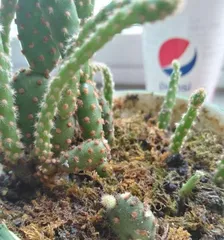 How to make Epiphyllum bloom more? (Master the correct care methods to make Epiphyllum bloom profusely!) 3