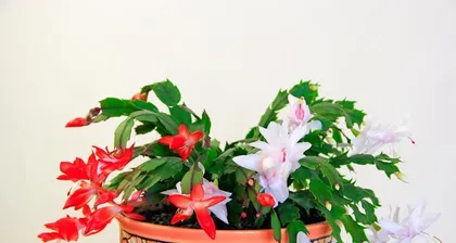 Care Tips for Christmas Cactus Blooming (Easy to Master, Let Christmas Cactus Bloom Beautifully) 2
