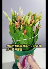 Care Tips for Christmas Cactus Blooming (Easy to Master, Let Christmas Cactus Bloom Beautifully) 3