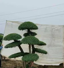 Cultivation techniques for Juniperus chinensis bonsai (Creating charming bonsai, starting with Juniperus chinensis) 1