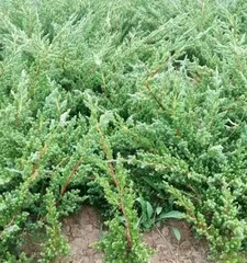 Cultivation techniques for Juniperus chinensis bonsai (Creating charming bonsai, starting with Juniperus chinensis) 2