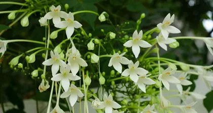 A detailed guide to planting jasmine seedlings (from selection to care, easily grow the beauty of jasmine) 1