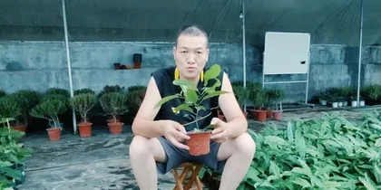 A detailed guide to planting jasmine seedlings (from selection to care, easily grow the beauty of jasmine) 2