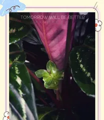 Winter Calathea Care Guide (Creating a Colorful Indoor Garden) 1