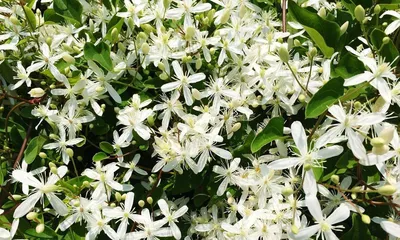 A detailed guide to planting jasmine seedlings (from selection to care, easily grow the beauty of jasmine) 3
