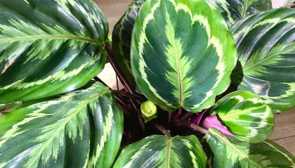 Winter Calathea Care Guide (Creating a Colorful Indoor Garden) 3