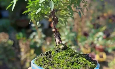 Techniques and Methods for Cultivating Lilac Bonsai (Creating Beautiful and Unique Lilac Bonsai, Enjoying the Fun of Having a Garden at Home) 1