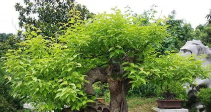 Techniques and Methods for Cultivating Lilac Bonsai (Creating Beautiful and Unique Lilac Bonsai, Enjoying the Fun of Having a Garden at Home) 3