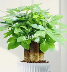 Care methods for planting a money tree (A secret guide to caring for your money tree to help you get rich) 1