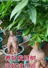 Care methods for planting a money tree (A secret guide to caring for your money tree to help you get rich) 2