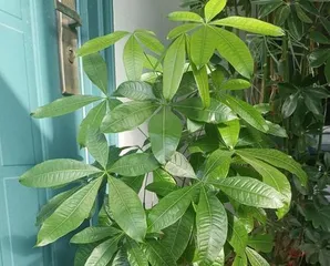 Care methods for planting a money tree (A secret guide to caring for your money tree to help you get rich) 3