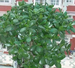 Indoor Care Secrets for Boli Cui (How to Grow a Clear and Beautiful Plant at Home?) 1