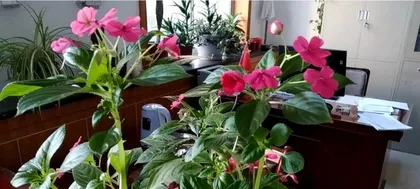 Indoor Care Secrets for Boli Cui (How to Grow a Clear and Beautiful Plant at Home?) 2