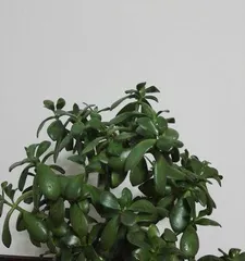 Indoor Care Secrets for Boli Cui (How to Grow a Clear and Beautiful Plant at Home?) 3