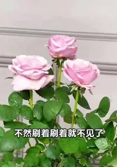 Imperfect alternatives for growing roses without a vase (The hassle-free choice for rose care - growing in water) 1