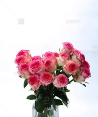 Imperfect alternatives for growing roses without a vase (The hassle-free choice for rose care - growing in water) 3