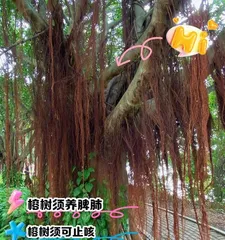How to make banyan trees grow aerial roots quickly? (Exploring the key factors for the rapid growth of aerial roots in banyan trees) 1