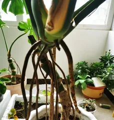 How to make banyan trees grow aerial roots quickly? (Exploring the key factors for the rapid growth of aerial roots in banyan trees) 2