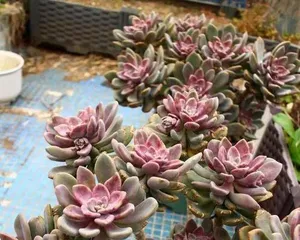 Winter Beauty Succulent Care Tips (Secrets to a Beautiful Succulent Garden) 1