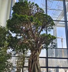 How to make banyan trees grow aerial roots quickly? (Exploring the key factors for the rapid growth of aerial roots in banyan trees) 3