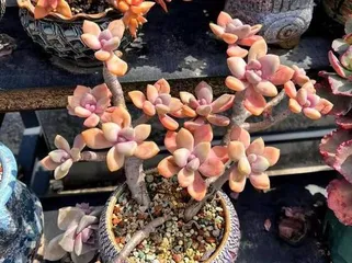 Winter Beauty Succulent Care Tips (Secrets to a Beautiful Succulent Garden) 2