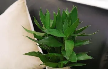 水竹盆栽养护技巧（打造绿意盎然的水竹盆栽——从选购到养护）1