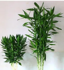 水竹盆栽养护技巧（打造绿意盎然的水竹盆栽——从选购到养护）2