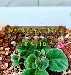 Potted hibiscus care guide (Creating a beautiful indoor garden, starting with potted hibiscus)1