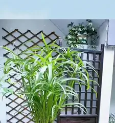 水竹盆栽养护技巧（打造绿意盎然的水竹盆栽——从选购到养护）3