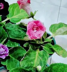 Potted hibiscus care guide (Creating a beautiful indoor garden, starting with potted hibiscus)2