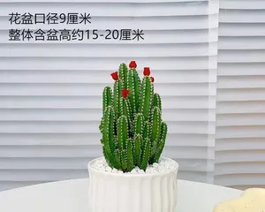 How to Care for Xianshan Potted Plants (Secrets and Tips for Caring for Xianshan) 1