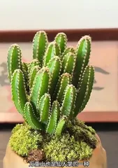 How to Care for Xianshan Potted Plants (Secrets and Tips for Caring for Xianshan) 2