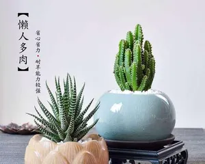 How to Care for Xianshan Potted Plants (Secrets and Tips for Caring for Xianshan) 3